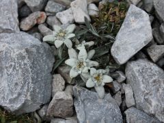 121  SOLA 2014 Gloggnitz